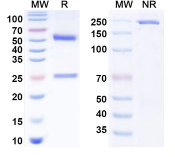 CD40/TNFRSF5 Human Monoclonal Antibody