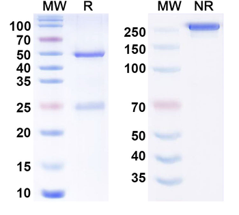 PCSK9 Human Monoclonal Antibody