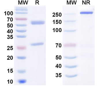 CD136/MST1R Human Monoclonal Antibody