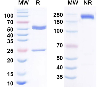 MICA Human Monoclonal Antibody