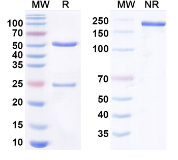Complement C3 Human Monoclonal Antibody