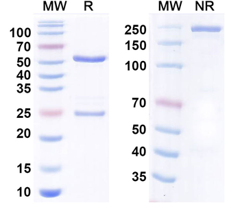 TGF-beta 3 Human Antibody