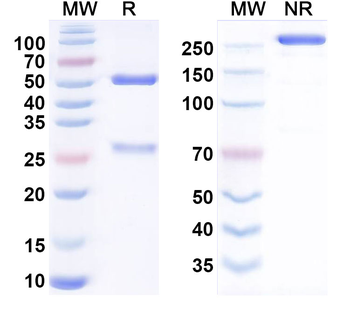 ACVR2A Human Monoclonal Antibody