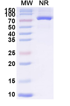 Redalsomatropin Alfa Monoclonal Antibody