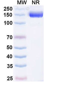 Efparepoetin Alfa Monoclonal Antibody