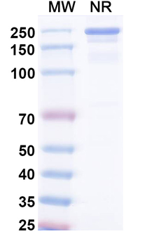 Umikibart Human Monoclonal Antibody