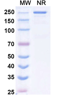 Tazlestobart Human Monoclonal Antibody