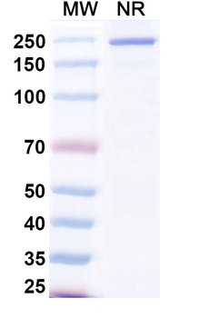 Samatatug Human Monoclonal Antibody