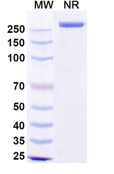 Human CEACAM-5/CD66e Reference Antibody (Precemtabart, RUO)