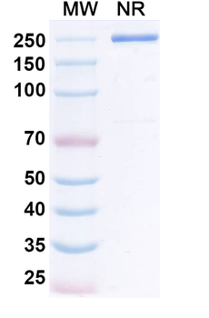 Lumistobart Human Monoclonal Antibody