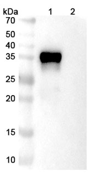 Gimistotug Human Monoclonal Antibody