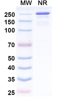 Ebrasodebart Human Monoclonal Antibody