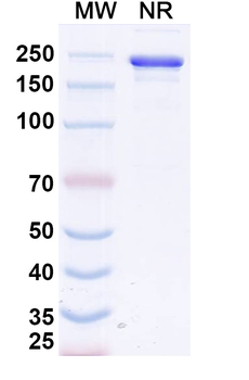 Calotatug Human Monoclonal Antibody