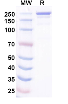 Ocankitug Human Monoclonal Antibody