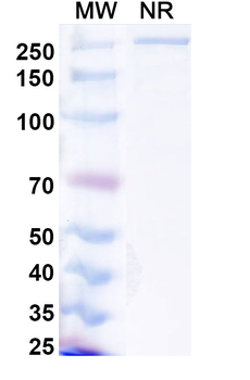 Lanerkitug Human Monoclonal Antibody
