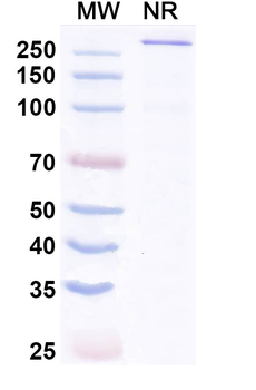 Aplitabart Human Monoclonal Antibody