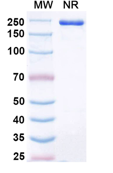 Ansipastobart Human Monoclonal Antibody