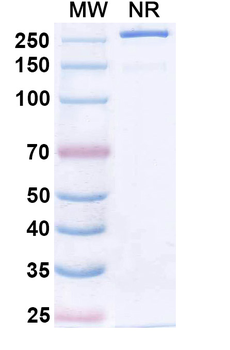 Amostomig Human Monoclonal Antibody