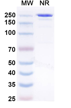 Amlenetug Human Monoclonal Antibody