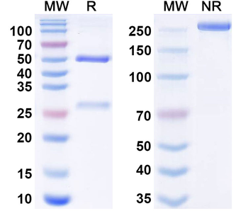 Orthohantavirus puumalaense GP Human Monoclonal Antibody