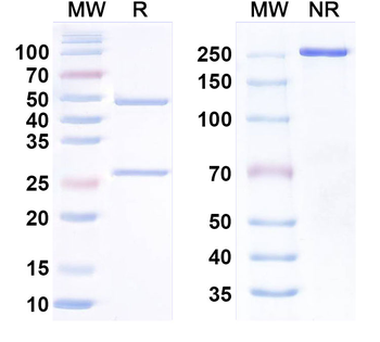 CD198/CCR8 Human Monoclonal Antibody