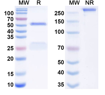 HIV1 gp41 Human Monoclonal Antibody