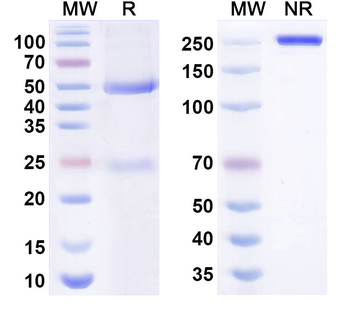TSLP Human Monoclonal Antibody