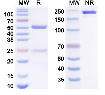 CD223/LAG3 Human Monoclonal Antibody