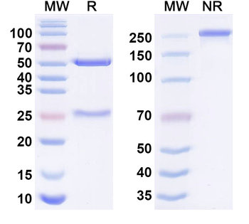 TSLPR Human Monoclonal Antibody
