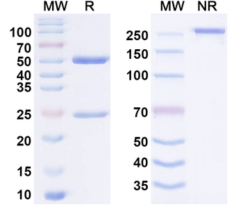 CD27 Human Monoclonal Antibody