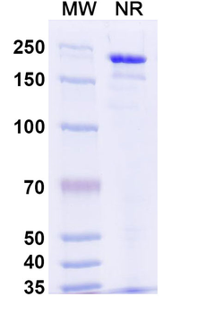 Verekitug Human Monoclonal Antibody