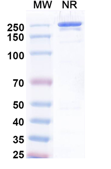 Uprevstobart Human Monoclonal Antibody