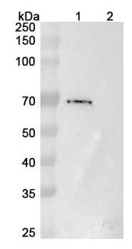 Uprevstobart Human Monoclonal Antibody
