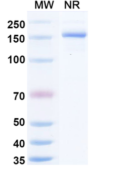 Silevimig Human Monoclonal Antibody