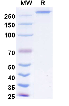 Ragistomig Human Monoclonal Antibody