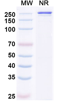 Pamvatamig Human Monoclonal Antibody