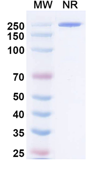 Negalstobart Human Monoclonal Antibody