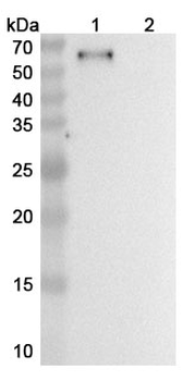 Negalstobart Human Monoclonal Antibody