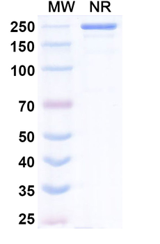 Evalstotug Human Monoclonal Antibody