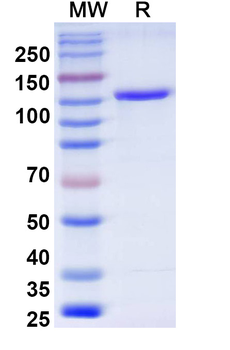 Enristomig Human Monoclonal Antibody