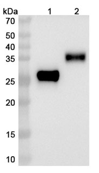 Enristomig Human Monoclonal Antibody