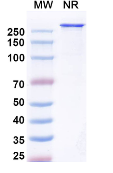 Cabotamig Human Monoclonal Antibody
