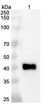 Cabotamig Human Monoclonal Antibody