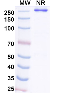 Bezetabart Human Monoclonal Antibody