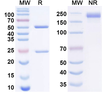 FLT3 & AXL & CD40 Human Monoclonal Antibody