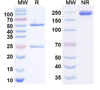 TM4SF1/M3S1 Human Monoclonal Antibody