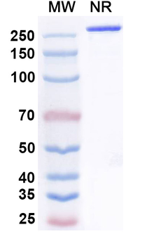 CD314/KLRK1/NKG2D Human Monoclonal Antibody
