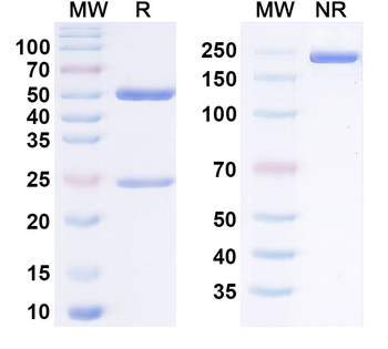 CD85a/LILRB3 Human Monoclonal Antibody
