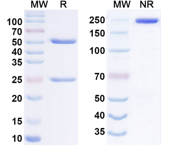 CD220/INSR Human Monoclonal Antibody