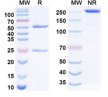 CD121a/IL1R1 Human Monoclonal Antibody